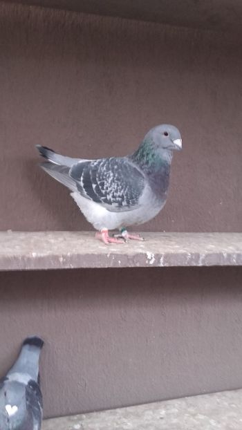  - solzati standard 2022