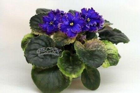 RS Korolevich - ZZZRS Korolevich