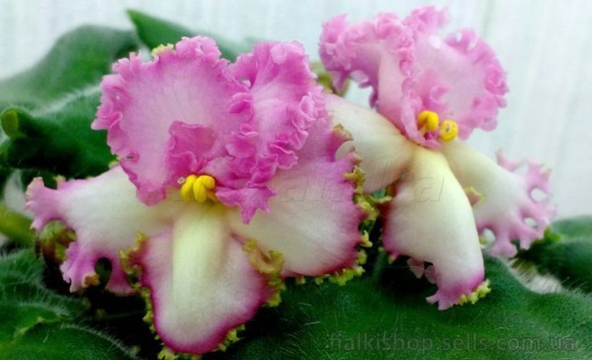 poza net - VaT-Sinichka