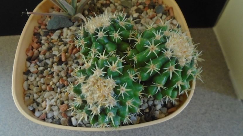 Echinocactus grusonii v. subinermis - Cactusi 2019 final - catalogare 1