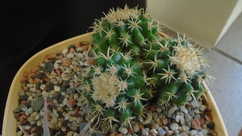 Echinocactus grusonii v. subinermis - Cactusi 2019 final - catalogare 1