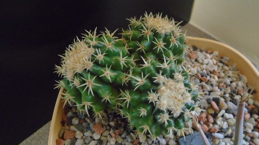 Echinocactus grusonii v. subinermis - Cactusi 2019 final - catalogare 1