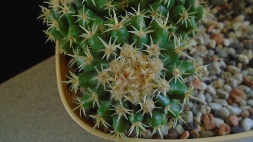 Echinocactus grusonii v. subinermis - Cactusi 2019 final - catalogare 1