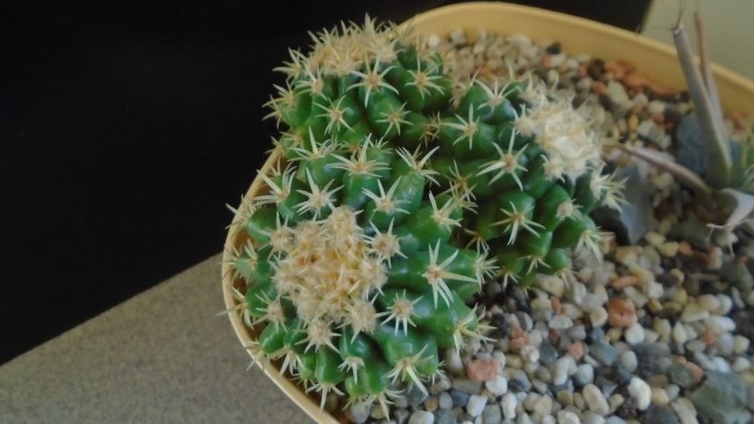 Echinocactus grusonii v. subinermis - Cactusi 2019 final - catalogare 1