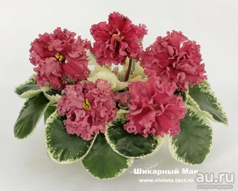 poza net - SM Shikarnyy Mak