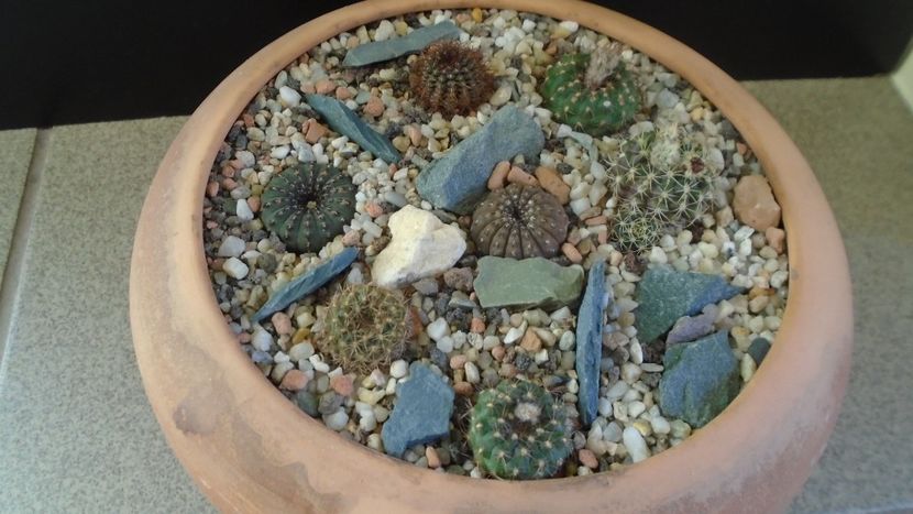 Grup de 7 Frailea - Cactusi 2019 final - catalogare 1