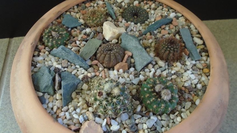 Grup de 7 Frailea - Cactusi 2019 final - catalogare 1