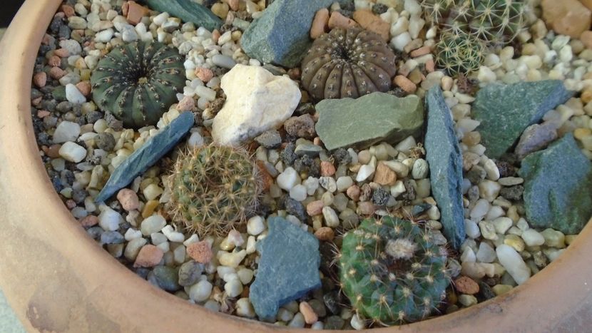 Grup de 7 Frailea - Cactusi 2019 final - catalogare 1
