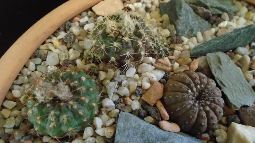 Grup de 7 Frailea - Cactusi 2019 final - catalogare 1