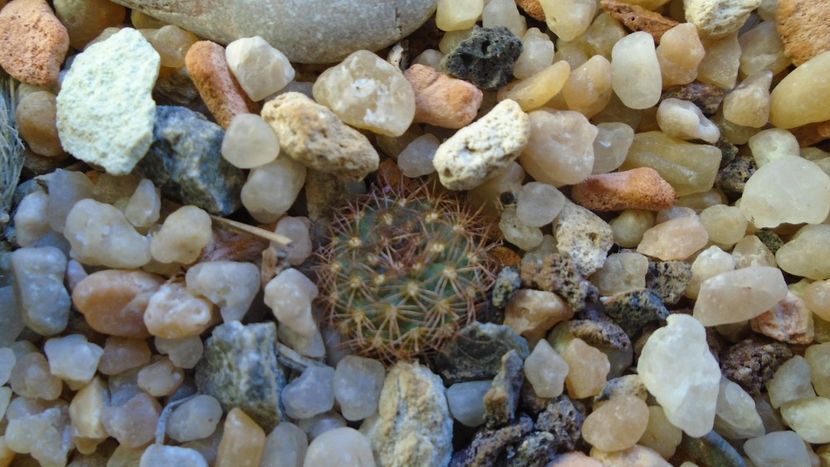 Frailea pumila f. rubrispina - Cactusi 2019 final - catalogare 1