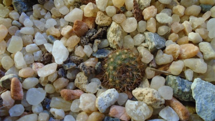 Frailea pumila f. rubrispina - Cactusi 2019 final - catalogare 1