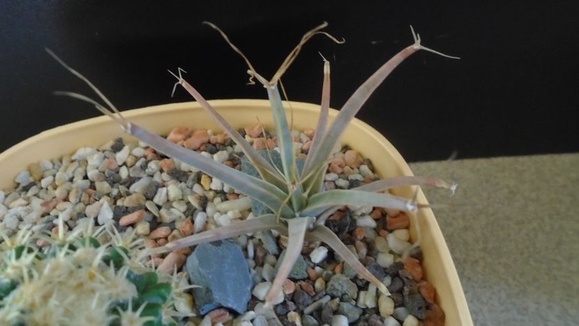 Gen monotip: Leuchtembergia principis v. trachythele - Cactusi 2019 final - catalogare 1