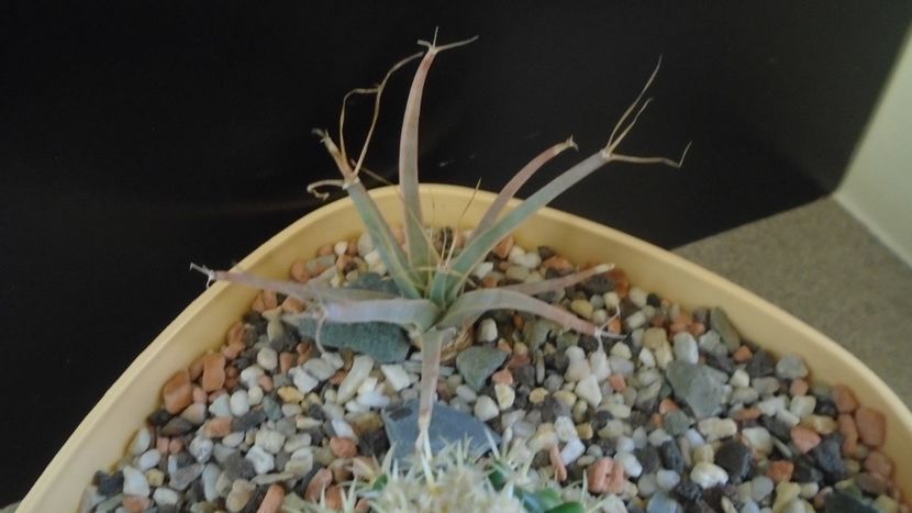 Gen monotip: Leuchtembergia principis v. trachythele - Cactusi 2019 final - catalogare 1