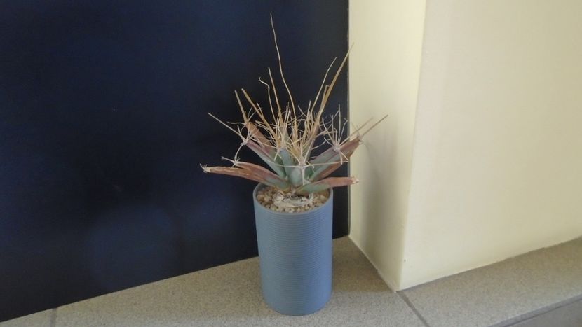 Gen monotip: Leuchtembergia principis - Cactusi 2019 final - catalogare 1