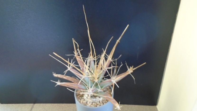 Gen monotip: Leuchtembergia principis - Cactusi 2019 final - catalogare 1