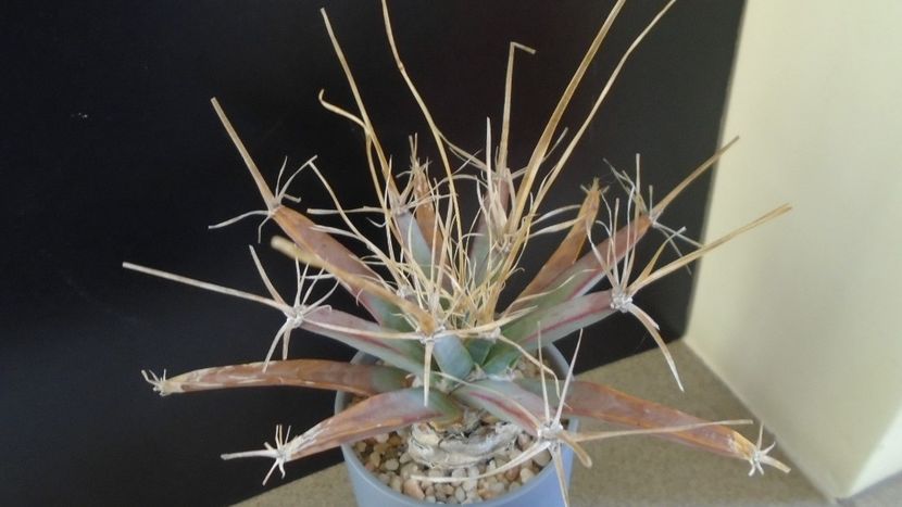 Gen monotip: Leuchtembergia principis - Cactusi 2019 final - catalogare 1