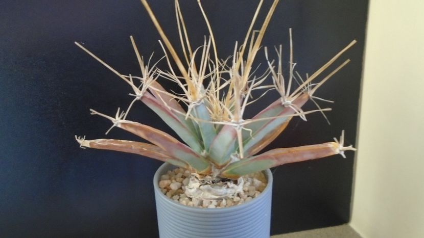 Gen monotip: Leuchtembergia principis - Cactusi 2019 final - catalogare 1