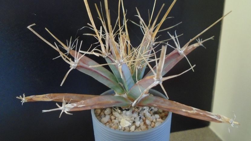 Gen monotip: Leuchtembergia principis - Cactusi 2019 final - catalogare 1