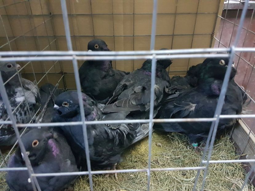  - Pescarus chinez 2020