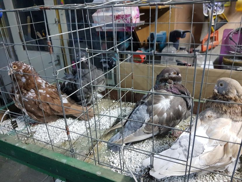  - Pescarus chinez 2020