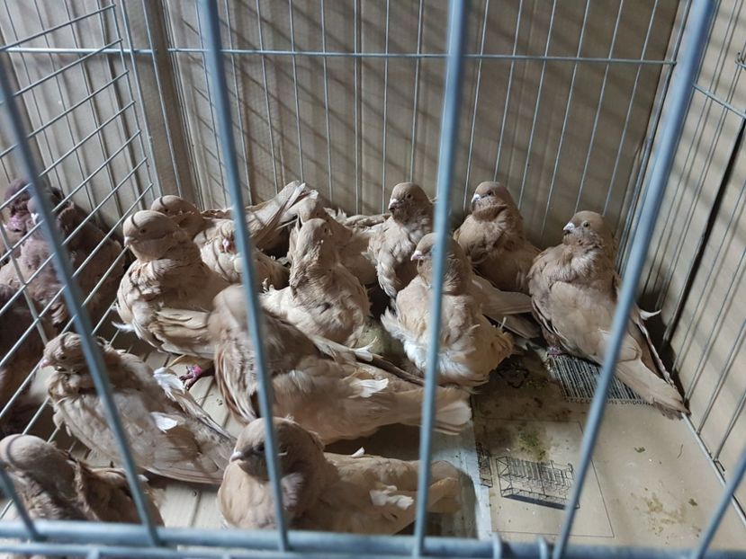  - Pescarus chinez 2020