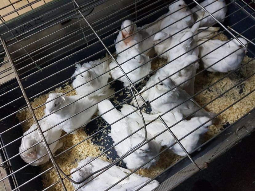  - Pescarus chinez 2020