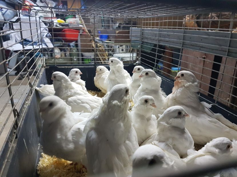  - Pescarus chinez 2020