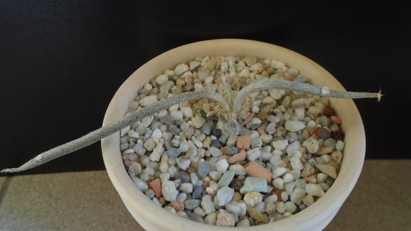 Astrophytum caput-medusae (Digitostigma caput-medusae) - Cactusi 2020 - catalogare 2