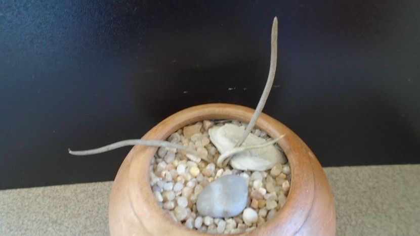 Astrophytum caput-medusae (Digitostigma caput-medusae) - Cactusi 2020 - catalogare 2