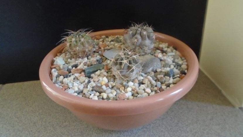 Grup de 3 Acanthocalycium - Cactusi 2019 final - catalogare 1