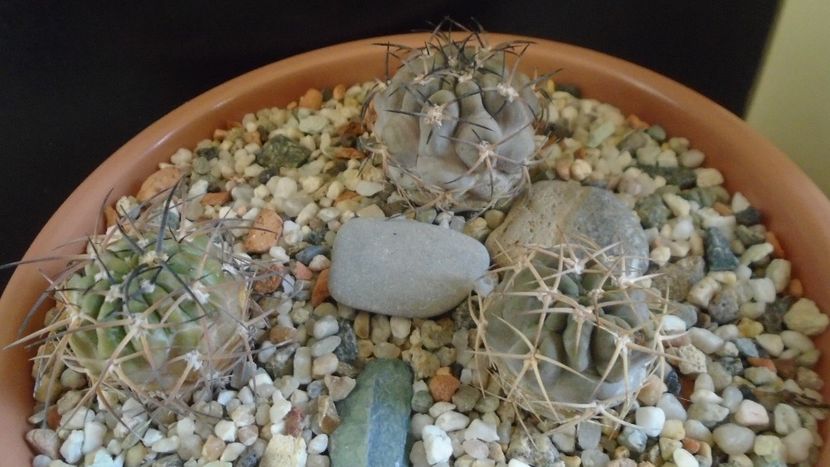 Grup de 3 Acanthocalycium - Cactusi 2019 final - catalogare 1
