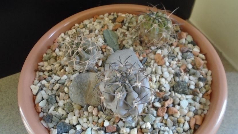 Grup de 3 Acanthocalycium - Cactusi 2019 final - catalogare 1