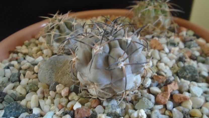 Acanthocalycium glaucum - Cactusi 2019 final - catalogare 1