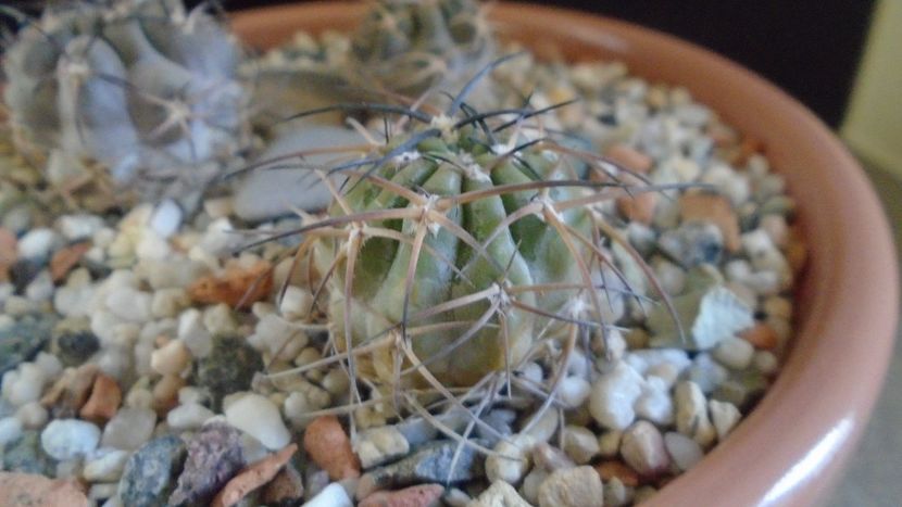 Acanthocalycium munitum - Cactusi 2019 final - catalogare 1