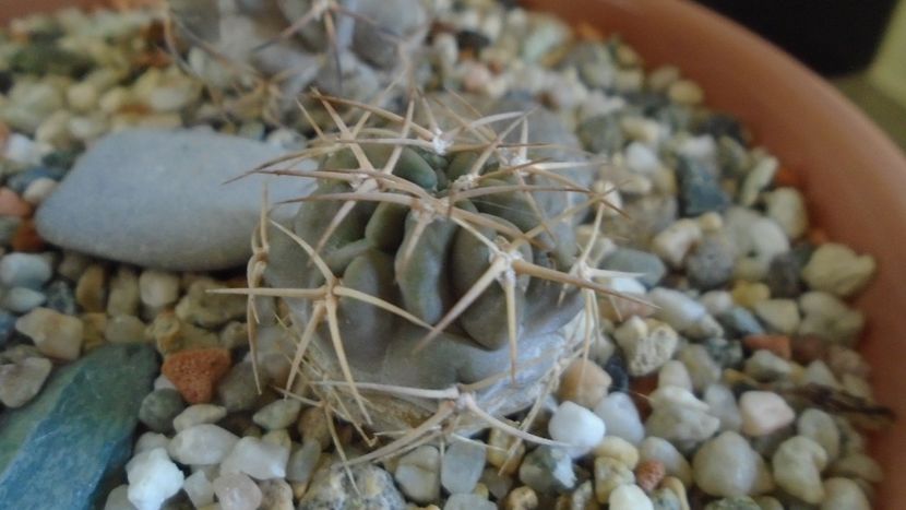 Acanthocalycium thionanthum - Cactusi 2019 final - catalogare 1