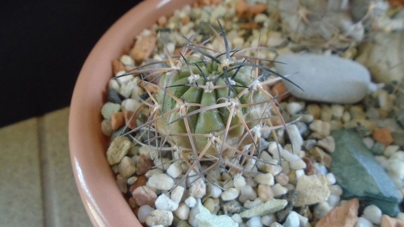 Acanthocalycium munitum - Cactusi 2019 final - catalogare 1