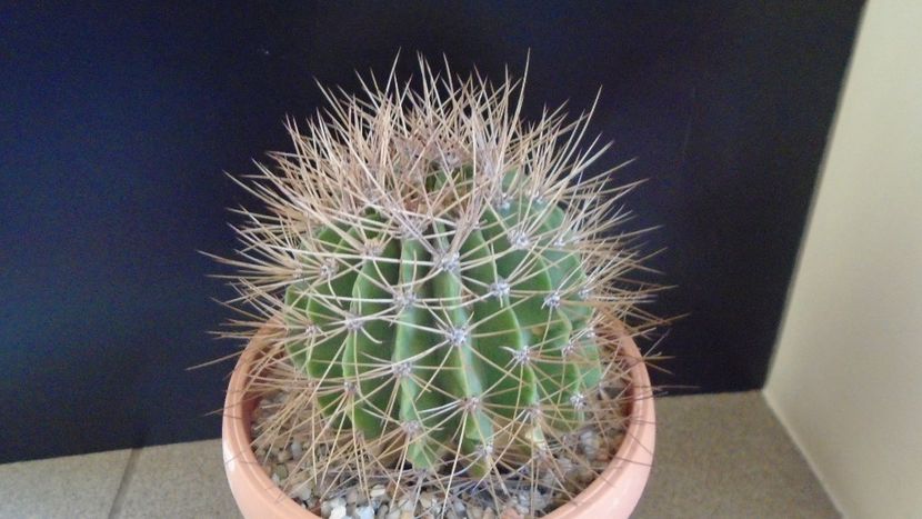 Acanthocalycium spiniflorum f. violaceum - Cactusi 2019 final - catalogare 1