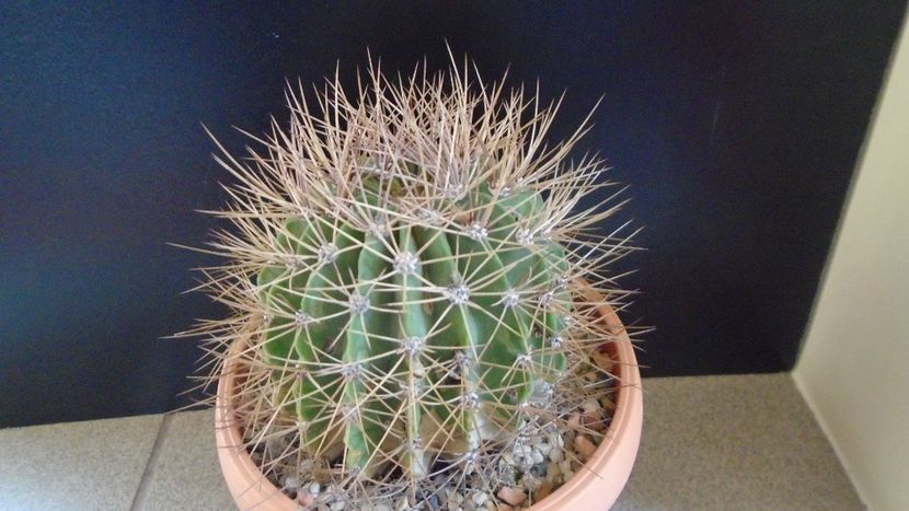 Acanthocalycium spiniflorum f. violaceum - Cactusi 2019 final - catalogare 1