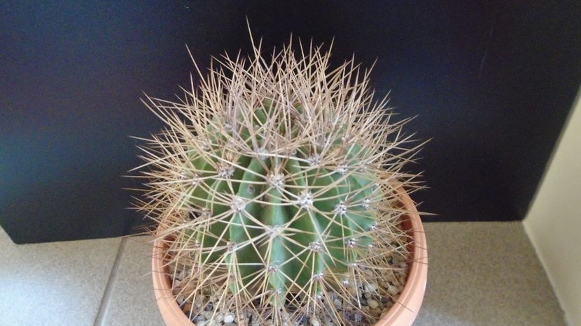 Acanthocalycium spiniflorum f. violaceum - Cactusi 2019 final - catalogare 1