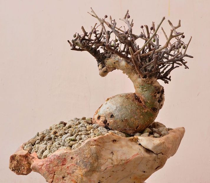 Bursera microphylla - Vase - aranjamente - accesorii