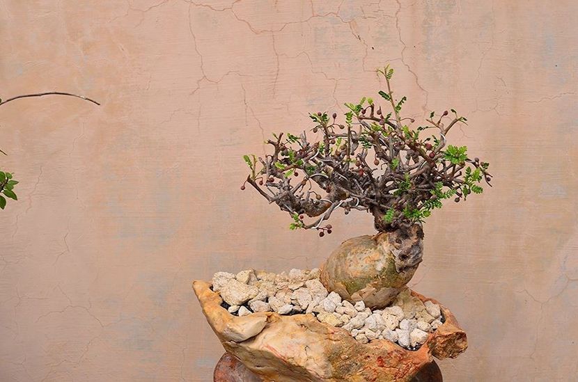 Bursera microphylla - Vase - aranjamente - accesorii
