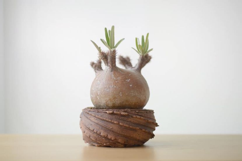 Pachypodium gracilius - Vase - aranjamente - accesorii