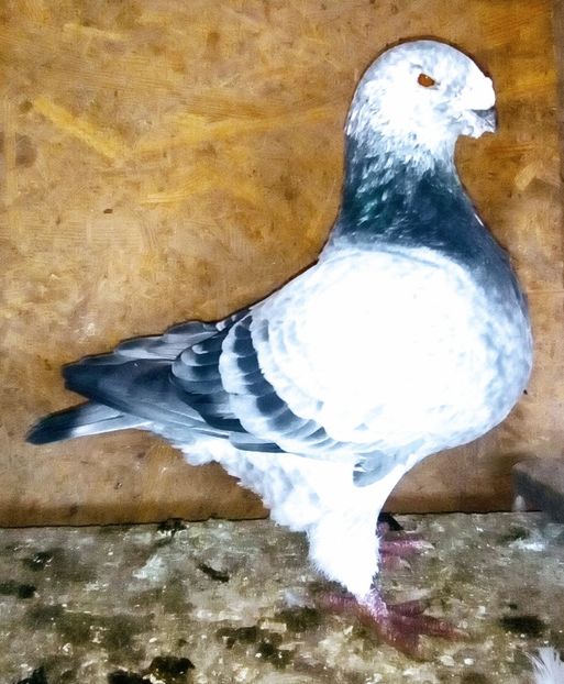 M - 3-VOIAJORI AMERICANI-american giant homer