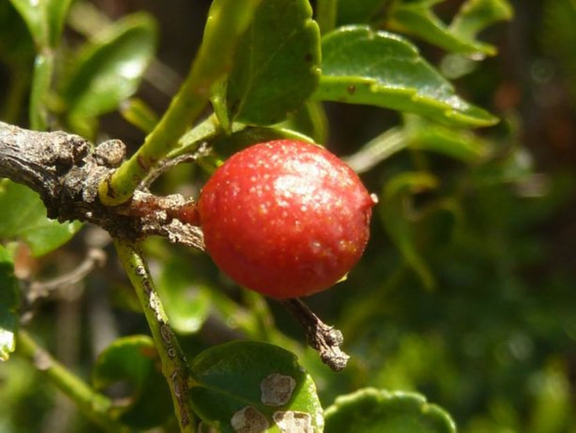  - PIPER de SZICHUAN varietatea Zanthoxylum bungeanum