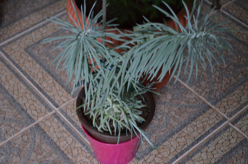  - suculente si cactusi