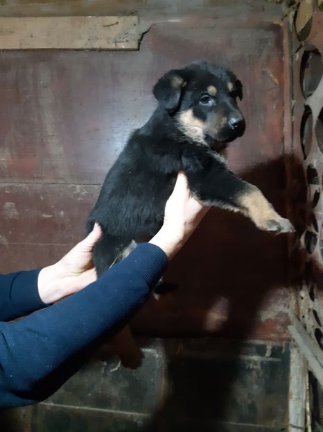  - ciobanesc german DE VANZARE