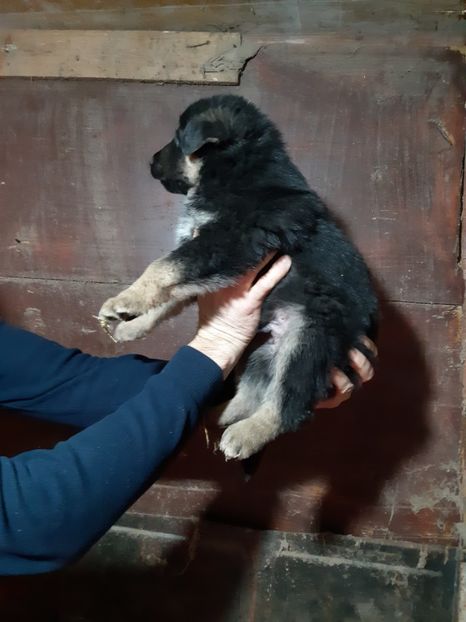  - ciobanesc german DE VANZARE