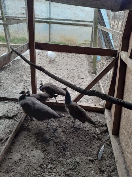 PAUNI 2020 2 - pauni