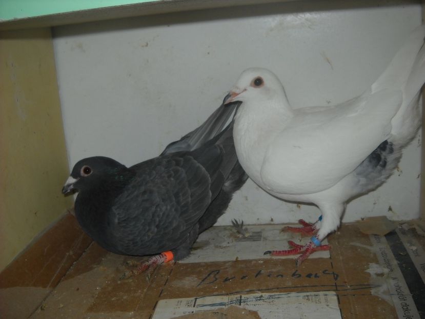  - PORUMBEI VANDUTI 2