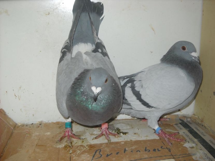  - PORUMBEI VANDUTI 2